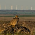 Conservation Efforts for Wildlife in Lubbock, Texas: Make a Difference