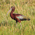 Exploring Rare Wildlife Species in Lubbock, Texas