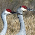 Do I Need a Permit to Observe Wildlife in Lubbock, Texas?