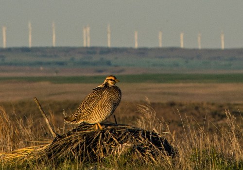 Conservation Efforts for Wildlife in Lubbock, Texas: Make a Difference