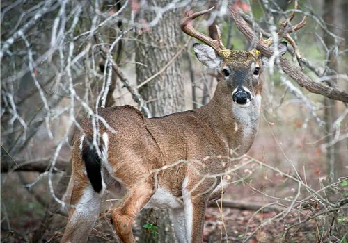 Hunting and Fishing Regulations in Lubbock, Texas: What You Need to Know