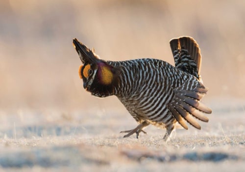 Unlock Research Opportunities for Wildlife Conservation in Lubbock, Texas