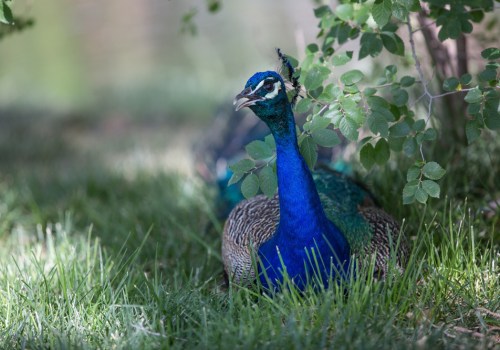 Exploring The Rich Biodiversity: Wildlife In Lubbock, Texas