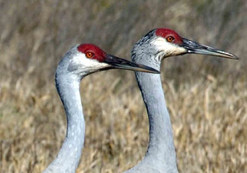 Do I Need a Permit to Observe Wildlife in Lubbock, Texas?